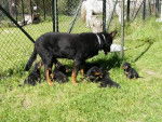 Beaucerons - Beauceron