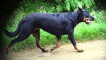 Beauceron - Texas - Beauceron