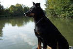 Beauceron - Texas - Beauceron