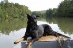 Beauceron - Texas - Beauceron