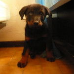 Race: beauceron Nom: onyx - Beauceron