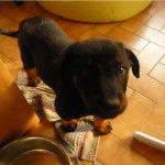 Race: beauceron Nom: onyx - Beauceron