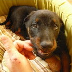 Race: beauceron Nom: onyx - Beauceron