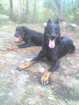 orsu beauceron - Beauceron