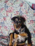 Arget Berger de Beauce - Beauceron
