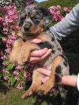 BEAUCERON GOLDEN - Beauceron