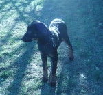 Race : beauceron nom: onyx - Beauceron