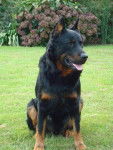 berger de beauce - Beauceron