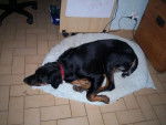 beauceron/croisé ?alfa - Beauceron