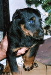 alfa ,beauceron - Beauceron