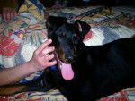 beauceron Comette - Beauceron