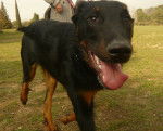 RACE: beauceron NOM: onyx - Beauceron