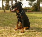 RACE: beauceron NOM: onyx - Beauceron