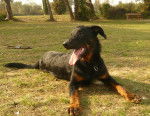 RACE: beauceron NOM: onyx - Beauceron