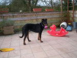 beauceron . comette - Beauceron