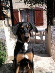 Tina (Beauceron) - Beauceron