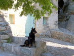 Beauceron - Texas - Beauceron