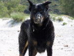 Beauceron - Texas - Beauceron