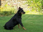 Beauceron - Texas - Beauceron