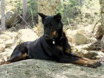 Beauceron - Texas - Beauceron