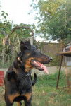 Beauceronne - Chana - Beauceron