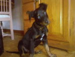ektor jeune beauceron - Beauceron