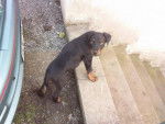 ektor!!! beauceron - Beauceron