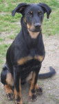 Beauceron eyra - Beauceron