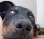 Eyra beauceronne - Beauceron