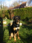 Beauceron x bouvier opus de blitz - Beauceron