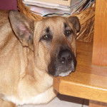 Kenza - Beauceron croisée berger - Beauceron