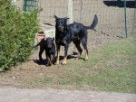 Beaucerons Feu et Texas - Beauceron