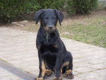 Feu Noir - Berger de Beauce - Beauceron