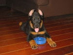 Milk, beauceron - Beauceron