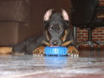 Milk, beauceron - Beauceron