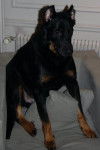 Milk, beauceron - Beauceron