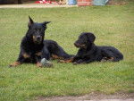 Beauceron - Beauceron