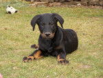 Beauceron Feu Noir - Beauceron