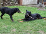 Beaucerons - Texas et Feu Noir - Beauceron