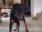 dargo beauceron - Beauceron