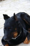 Milk, beauceron - Beauceron