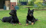 Beaucerons - Texas et Feu Noir - Beauceron