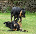 Beaucerons - Texas et Feu Noir - Beauceron