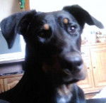 ektor beauceron - Beauceron