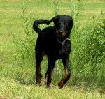 Feu Noir - Beauceron - Beauceron