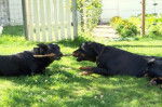 Texas et Feu Noir - Beaucerons - Beauceron
