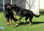 Berger de Beauce - Beauceron