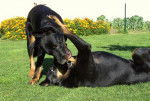 Berger de Beauce - Beauceron