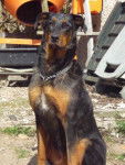 Beauceron Arlequin - Beauceron