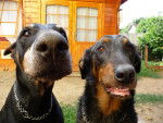 Doberman et Beauceron / Jerry et Cléo - Beauceron
